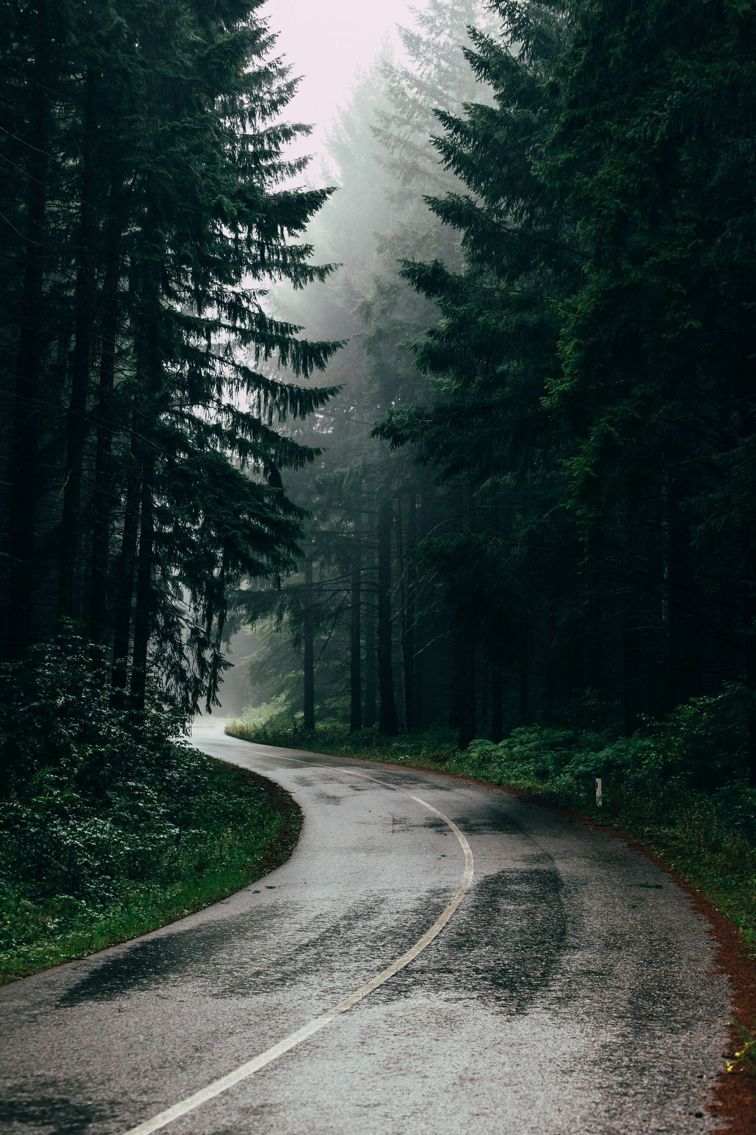 An empty two-lane road curving through a misty forest.
